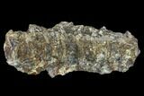 Eight Fused Cretaceous Fossil Fish Vertebrae - Kansas #114568-1